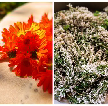 Calendula officinalis flowers and heather flowering tops for different herbal workshops with medical