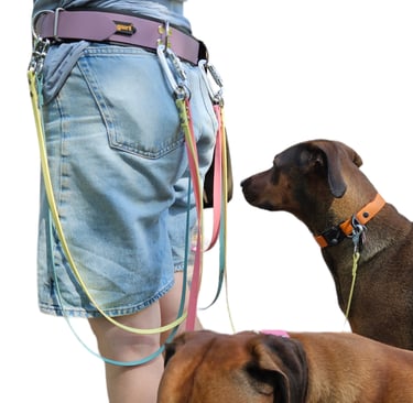 Dogwalkergürtel mit Leinen