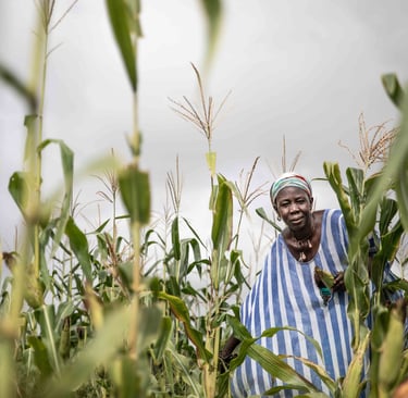 In Sub-Saharan Africa, depleted soil, fertilized fields yield more.