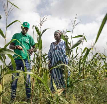 Farmers require increased access to updated information for effective adaptation to climate change.