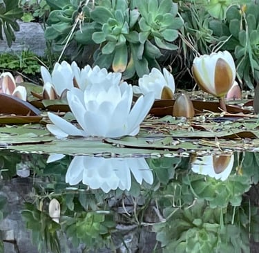 lotus blancos en flor 