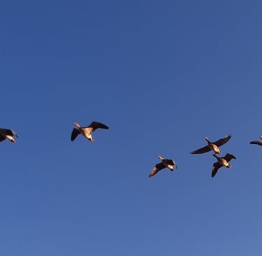 Migración de aves. Grullas, flamencos, aves frías