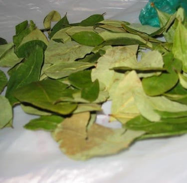 Coca leaves in the Bolivian altiplano