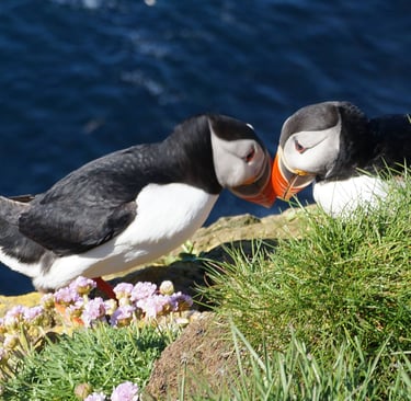 Puffins at Latrabjarg