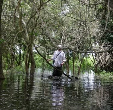 Wading through the wetlands in search of an anaconda