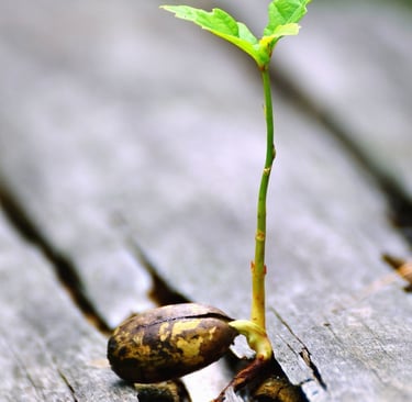 planta germinando para ilustrar la esperanza