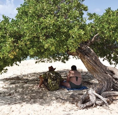 Fofoti trees on Eagle Beach, Aruba