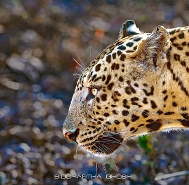 leopard close-up