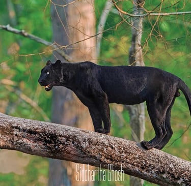 rare black leopard