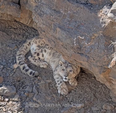 Snow leopard up-close