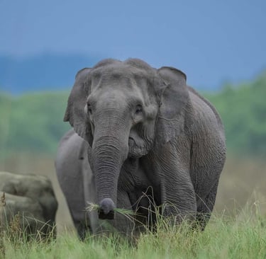 Wild elephant charging