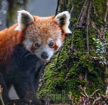 cute red panda on a tree