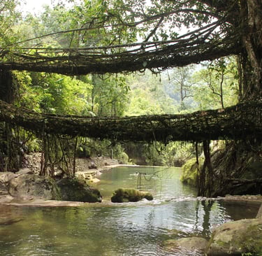Living root bridge in Meghalaya, India