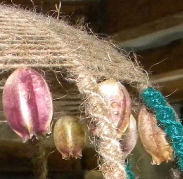 capsules de fleurs et macramé
