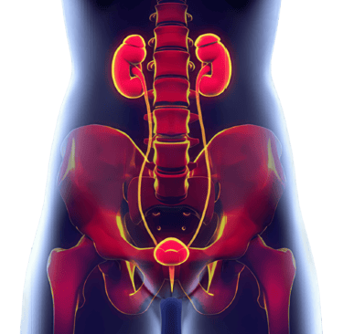 التهابات المسالك البولية