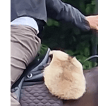 Ever Wondered About That Flappy Thing Behind a Portuguese Saddle? Meet the Chairel!