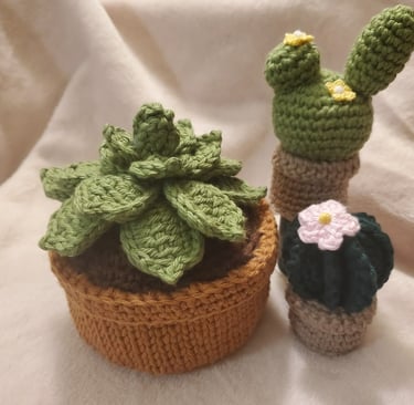 cacti with hen and chicks plants
