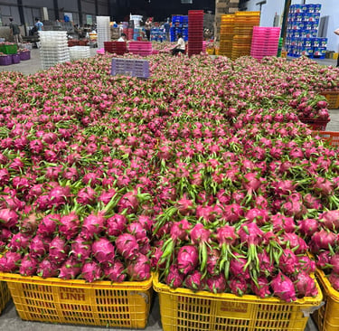 Dragon fruit, ready to pack