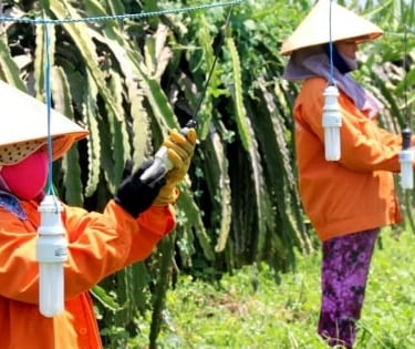 Dragon fruit quality management
