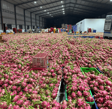 dragon fruit sorting