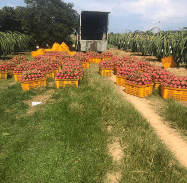 dragon fruit harvest