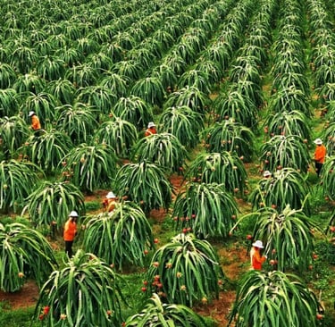 VIET FRUIT dragon fruit farm