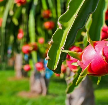 VIET FRUIT white dragon fruit at the farm
