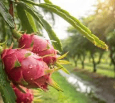 dragon fruit harvested in the rain