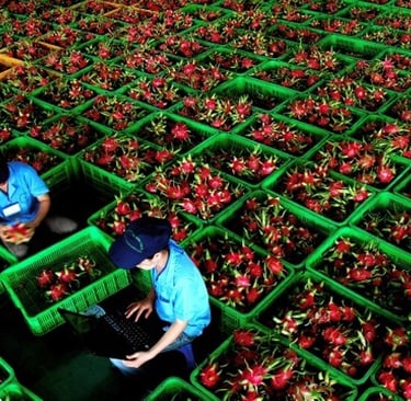 Checking dragon fruit 360°C