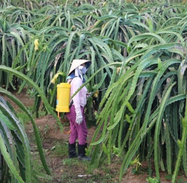 Vietnamese dragon fruit farmer spraying pesticides