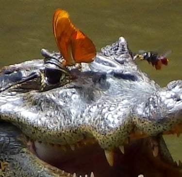 A butterfly and a bee drink the tears of a caiman. (Image credit: Carlos de la Rosa)
