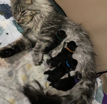 New Maine coon litter