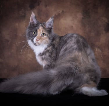 Mountain Rose Breton Blue Cream Tortoiseshell with White Maine Coon