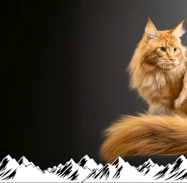 Mountain Rose Fenrisulfr large red Maine Coon. 2024/2025 CCA-AFC Best Maine Coon in Canada