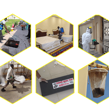 Workers wearing masks and tools are fighting pests.