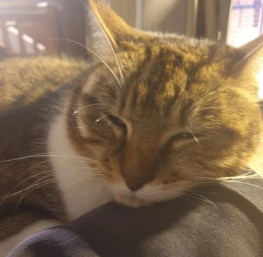 Fripouille, le chat de Béatrice Mas