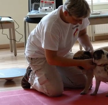  Tierheilpraktiker M.Sikorska mit zwei beigen Mopsen bei Vorführung 