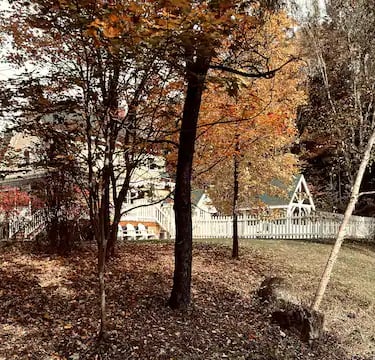 backyard with trees 