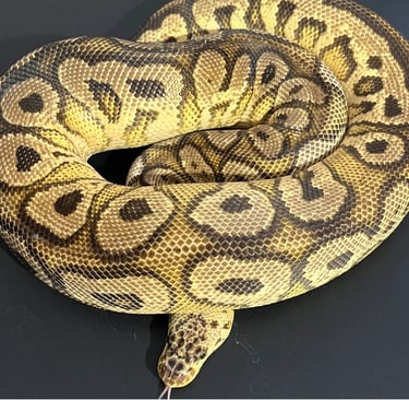 Ball Python for Sale