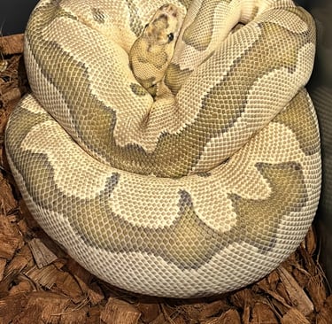 Ball Python