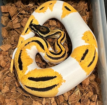 Ball Python