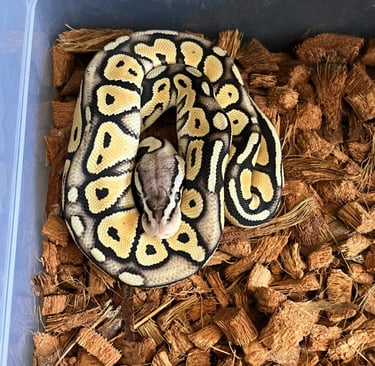 Ball Python