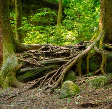 verstrengelde boomwortels