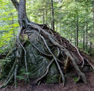 boomwortels die boven de grond groeien