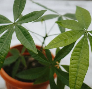 Folhas verdes de uma Pachira aquatica em vaso de barro sobre superfície clara.