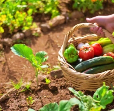 mulher colhendo verduras, frutas e alimentos do jardim regenerativo