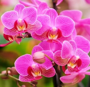 Orquídea Phalaenopsis branca sendo regada com cubos de gelo sobre o substrato em abiemnte iluminado