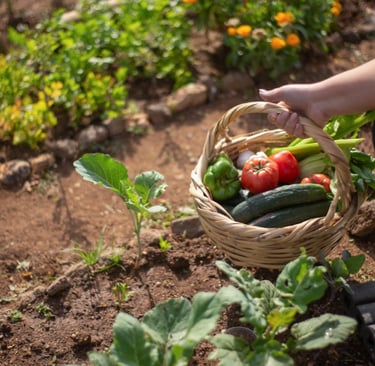 Pessoa colhendo vegetais frescos em horta regenerativa com solo coberto, folhas verdes e cesta com 