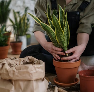 Pessoa replantando Língua de Sogra em vaso de barro, cercada por ferramentas e plantas.