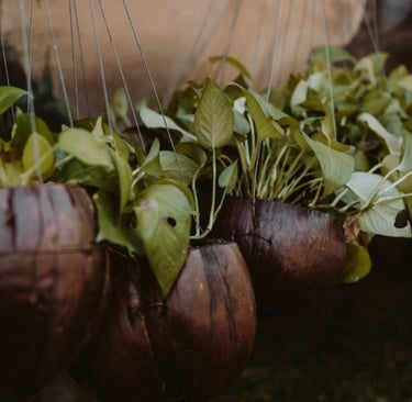 Vasos pendentes de coco com plantas verdes em estrutura suspensa artesanal.